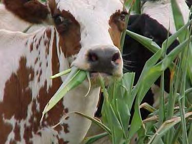 What Tells the Cow To Eat or not to Eat?