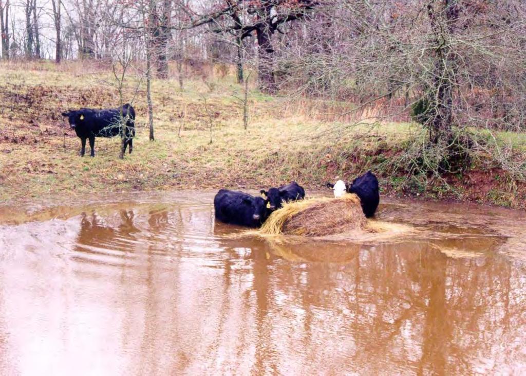 Pasture Intake: Why Worry