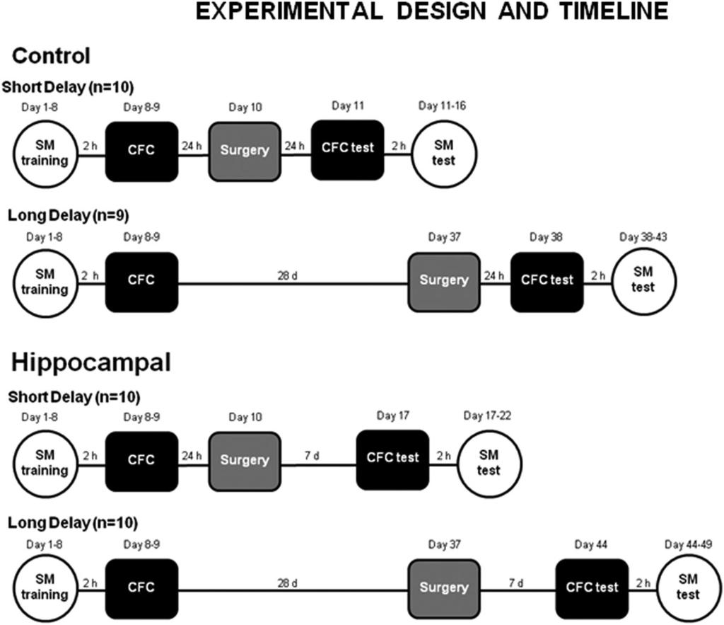 4 WINOCUR ET AL. FIGURE 1. Schematic representations of timelines for experimental procedures. The numbers in parentheses represent the number of rats in the various groups.