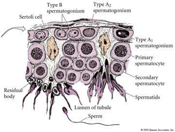 Tom Peavy - Maturation of the sperm in the epididymis -