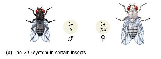 In some insects, Males are XO and females are XX In other insects (fruit fly, for example) Males are XY and females are XX The