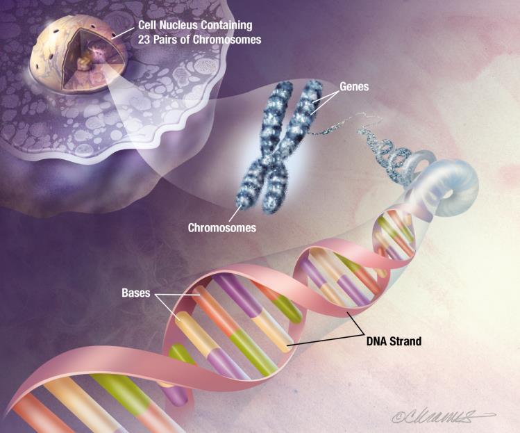 Causes: Genetic (in our DNA) G T C A Directs the cell to make specific proteins which control all of the