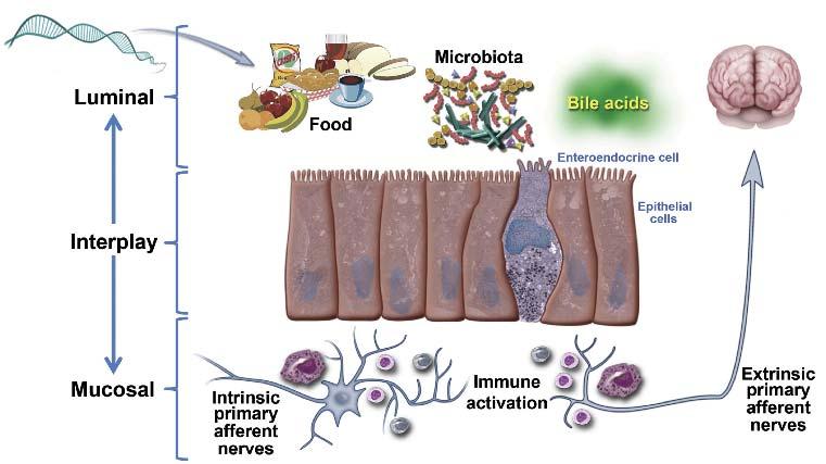 Luminal and Mucosal Factors in the Pathogenesis