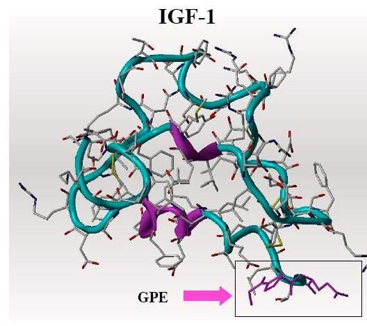 IGF-1 and IGF-1[1-3] IGF-1 is essential for brain development, widely expressed in the CNS, upregulated following brain injury Naturally occurring neurotrophic factor one of the brain s self-repair