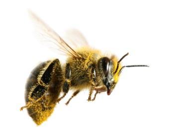 Bee Pollen Bee Pollen is known as the