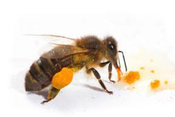 honeybees enhances overall human