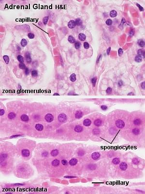 Both the zona fasciculata and zona reticularis depend on ACTH to sustain their function and survival. Hormones produced in the cortex are all steroids.