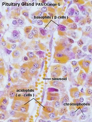 When stained with the PAS reaction all three types of basophils appear reddish.