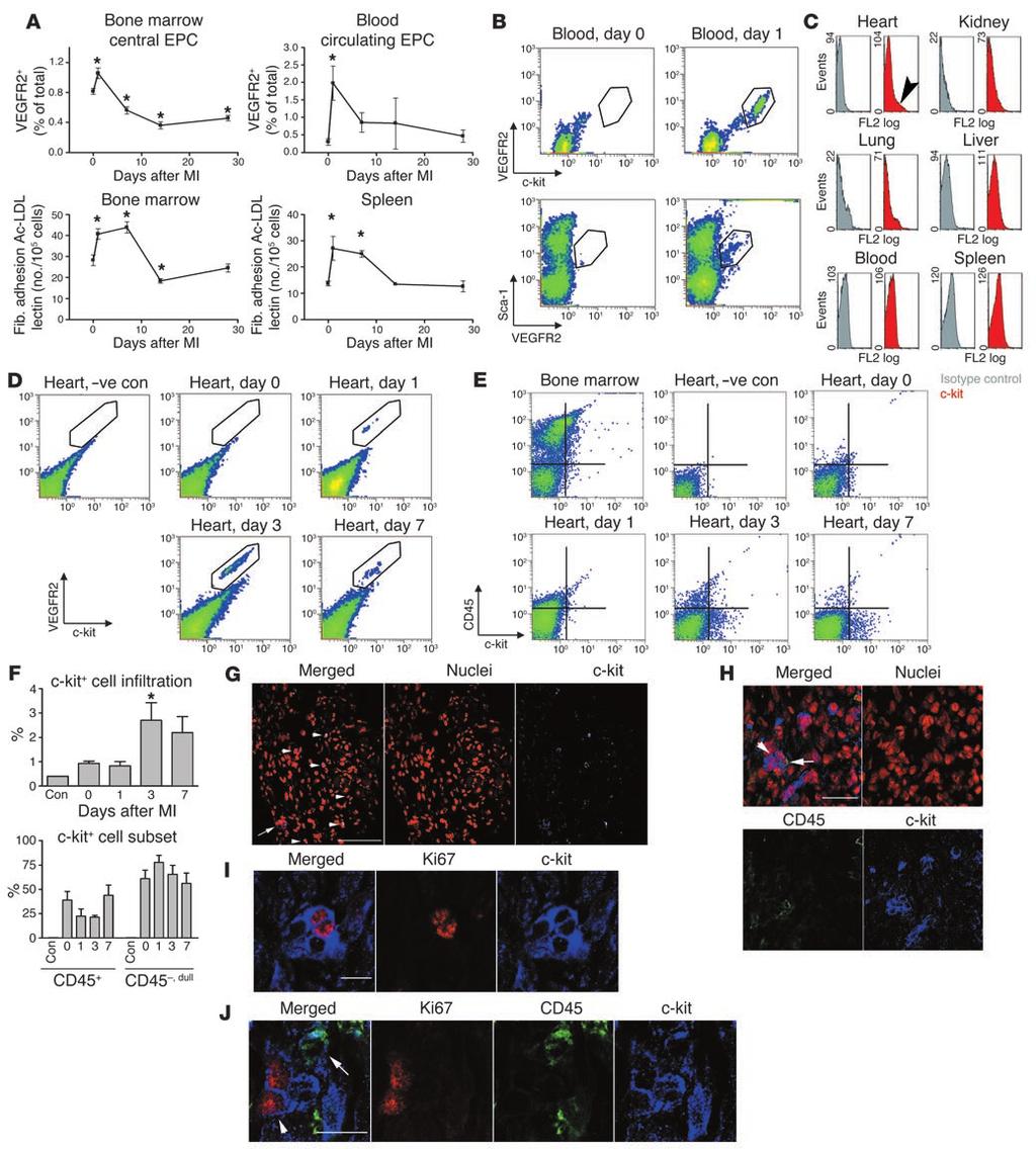 Figure 1 c-kit + cells increase in infarcted myocardium. (A) Quantification of EPCs over a time course after MI in wild-type mice. Upper panels, flow cytometry for VEGFR2 + cells.