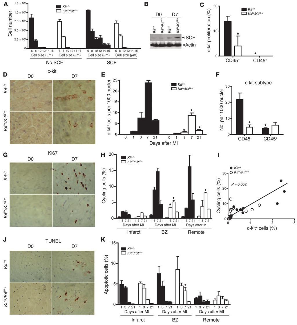 Figure 4 c-kit dysfunction increases apoptosis and decreases mitogenesis. (A) Incubation of bone marrow cells from Kit +/+ mice with 50 ng/ml of recombinant SCF causes cell proliferation.