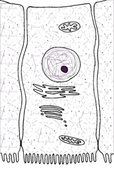 Label these cross-sections of the small intestines: villi microvilli epithelial cells lumen cell membrane tight junction intestinal gland capillary vein artery The