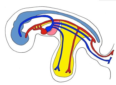 Embryonic Circulation Common Cardinal Vein Dorsal Aorta Anterior Cardinal Vein Brain and Spinal Cord
