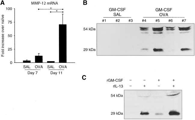 Pouladi, Robbins, Swirski, et al.: MMP-12 and Eosinophilic Airway Inflammation 87 Figure 2. MMP-12 is expressed in lungs of mice exposed to OVA in the context of GM-CSF.