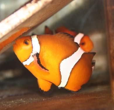 Current Status of Clownfish Market Effects on