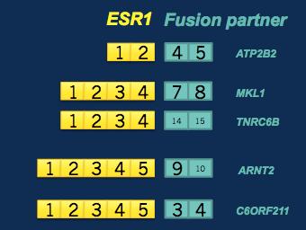 ESR1 fusions retain function
