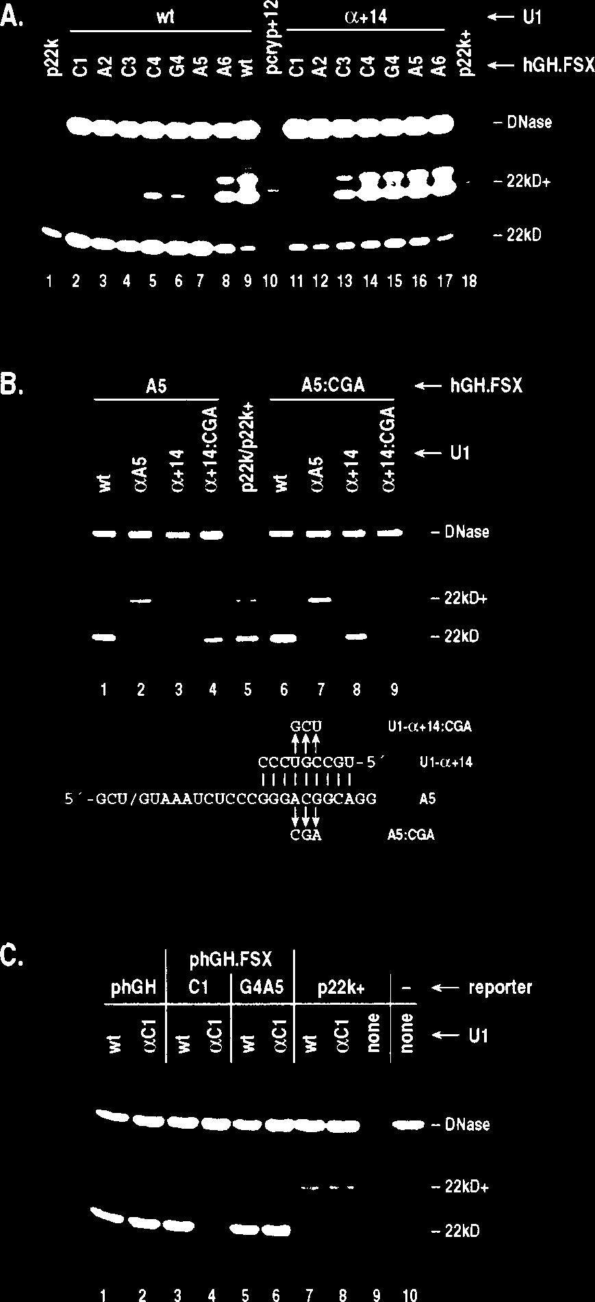 3014 HWANG AND COHEN MOL. CELL. BIOL. FIG. 2. Protein assays to distinguish IDX inclusion and skipping in transiently transfected 293 cells.