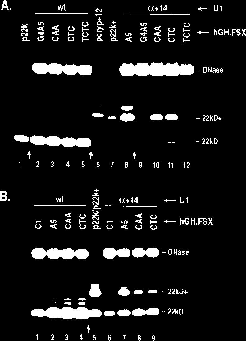 VOL. 16, 1996 FUNCTIONS OF U1 snrna PRE-mRNA BASE PAIRING 3015 RESULTS Suppression of individual point mutations.
