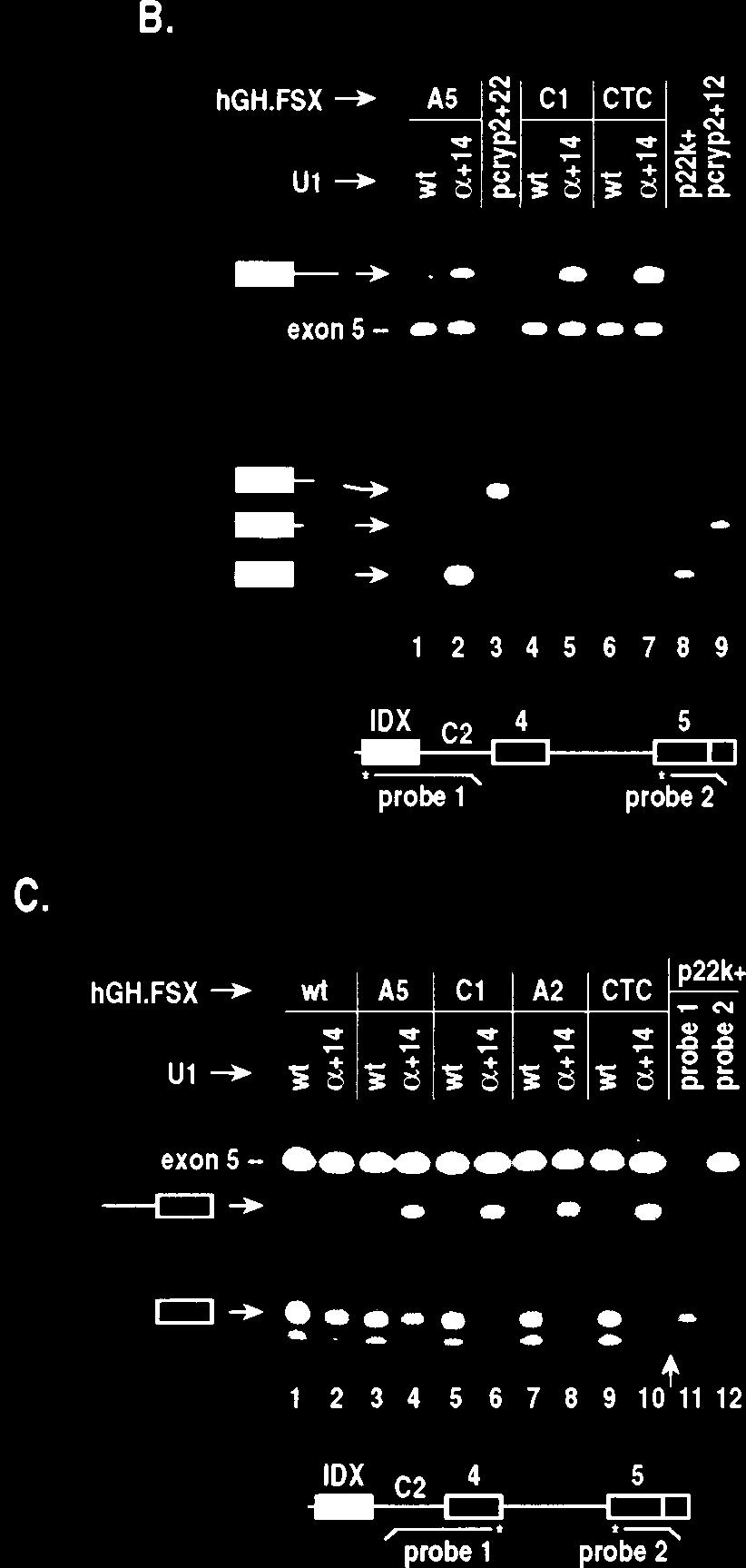 Above the schematic, the bands labeled exon 5 result from protection of probe 2 by reporter RNA, whereas the DNase bands result from protection of the same probe by DNase^E5 RNA (control lanes not