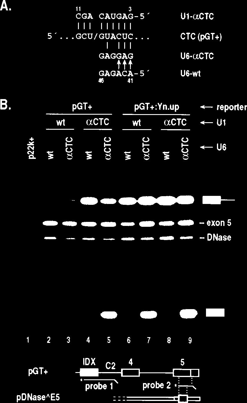 VOL. 16, 1996 FUNCTIONS OF U1 snrna PRE-mRNA BASE PAIRING 3019 normal 3 ss is suboptimal.