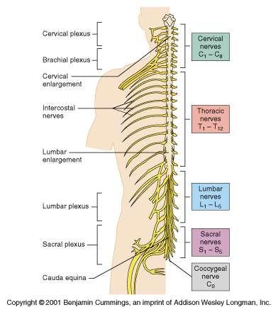 NERVOUS SYSTEM STRUCTURE OF THE NERVOUS SYSTEM The nervous system is made up of the central nervous system (CNS) which comprises the brain