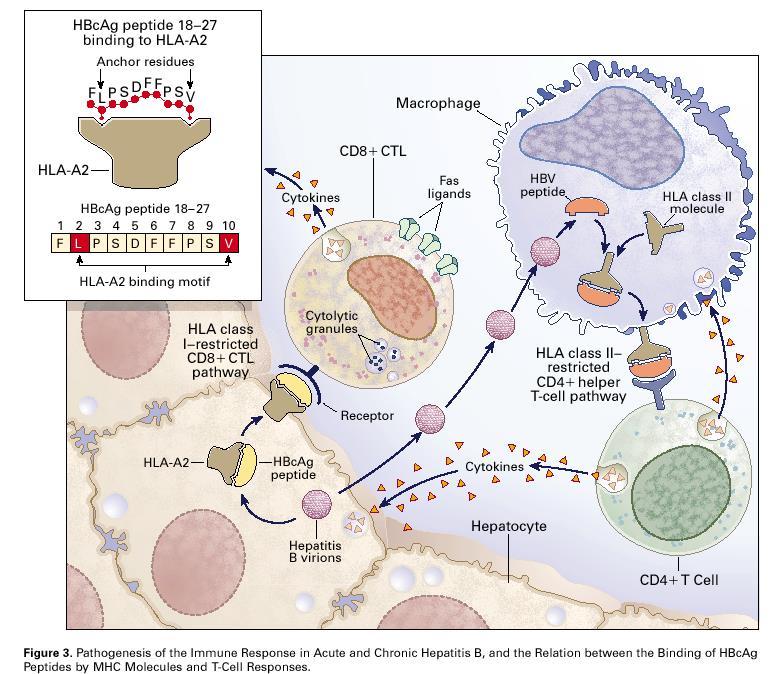 The host s immune attack against HBV is the cause of the liver injury, mediated by a cellular