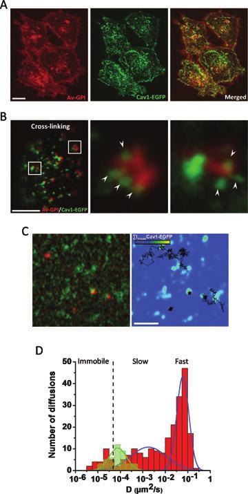 Pinaud et al. Figure 5: Imaging and tracking of Av-GPI and caveolae in HeLa cells. A) Confocal images of HeLa cells expressing Av-GPI and Cav1-EGFP. Scale bar: 10 μm.