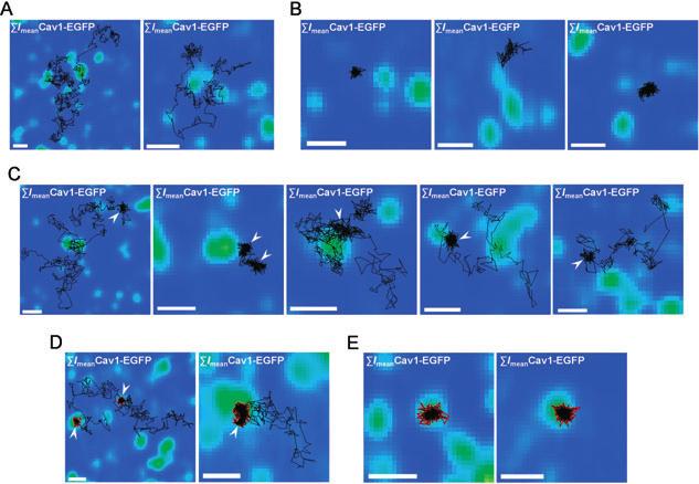GSL-Microdomains Compartmentalize GPI-AP Diffusion Figure 6: Tracking of Av-GPI reveals rare colocalization with caveolae but slower diffusion in their proximity.