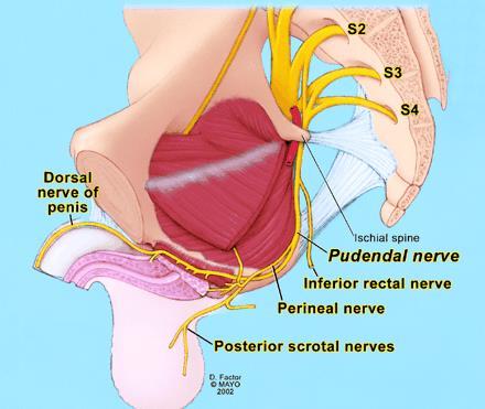 Schematic anatomy of pudendal nerve.
