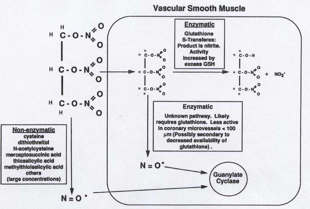 METABOLIC ACTIVATION OF NITRATES
