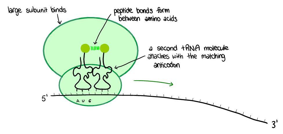 7.4.3 - State that translation consists of initiation, elongation, translocation and termination Initiation During this stage, the mrna molecule and the trna molecule both bind to the ribosome for