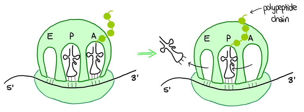 Translocation Within the ribosome, there are three areas called the E, P and A sites. During translation, the trna will move through this, depending on which stage of translation it is at.