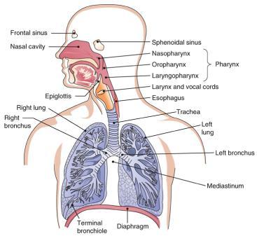 The Nasal Cavities open spaces inside above hard palate Nostrils (nares) air enters here Nasal