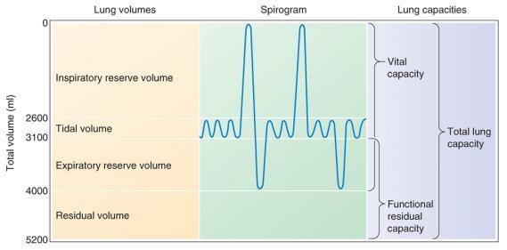 breathing in beyond normal breath Expiratory reserve volume breathing out beyond normal breath Vital capacity volume breathed out after deep breath Functional residual capacity- volume left after
