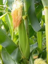Global maize trade and food security: