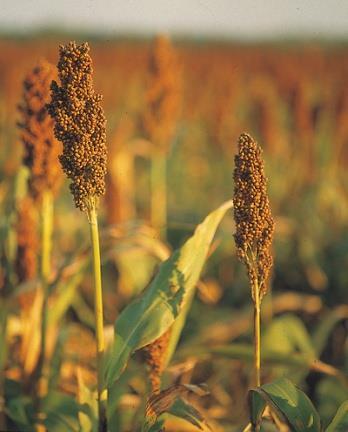 What relatively aflatoxin-free crops could become dietary staples in Africa?
