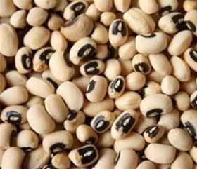 variety or switching staple crops altogether Africa s indigenous crops Sorghum Millet Cowpea