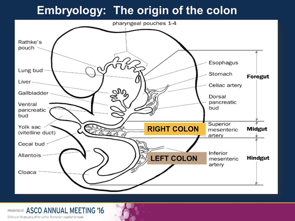 Embryology: The origin of the colon