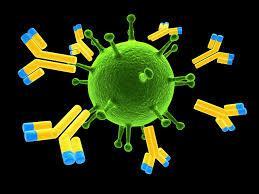 Antibodies - Part of the immune system.