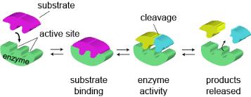 Enzymes - Proteins that speed up chemical reactions.