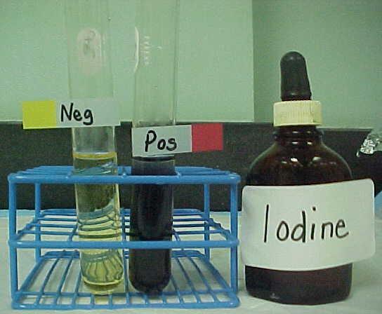 Testing for the presence of starch (complex sugar) Lugol's reagent