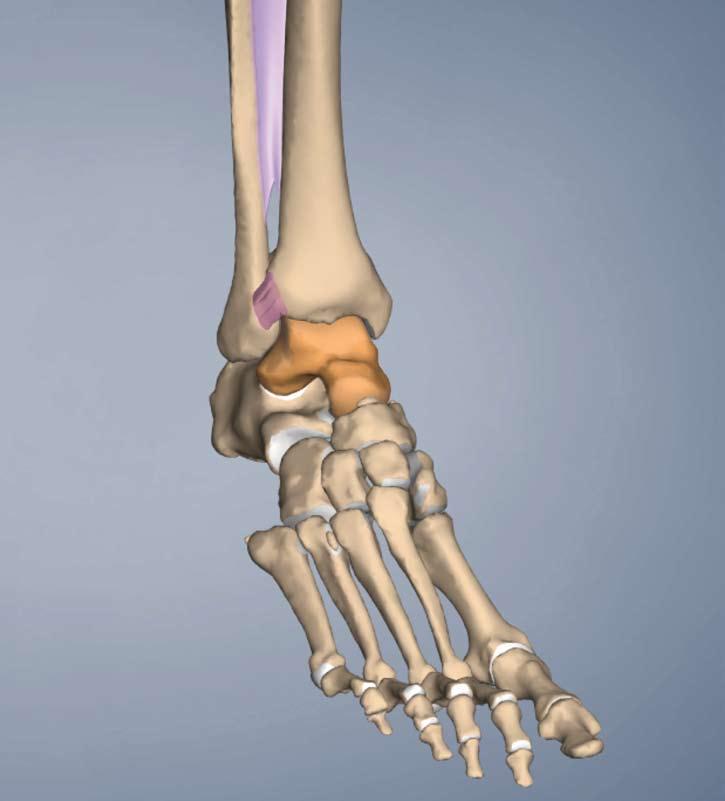 BY TIL LUCHAU The tibia and fibula form a fork-like mortise around the talus bone (orange), giving the ankle both stability and adaptability.