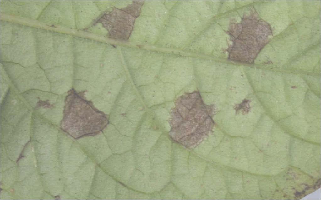 Alternaria is difficult to identify Not all lesions with concentric rings can be considered to be Alternaria Concentric rings can occur