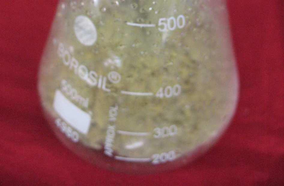 The technique was adapted from the fermentation, which involves the growth of Aspergillus flavus on rice at moisture levels to
