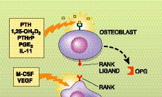 O s t e o blasts Control Osteoclasts via RANK Ligand and Osteopro t e ge r i n The regulation of osteoclasts by osteoblasts has been recognized for over 15 years, but its molecular basis has been