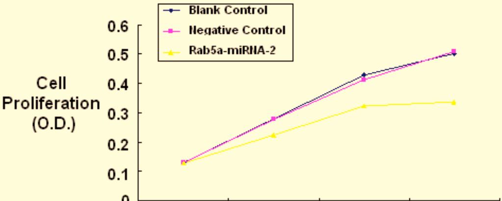 Protein Expression and Comparison of Rab5a in Cell Groups Protein Expression P Value Blank Control 0.71±0.09 - Negative 0.68±0.08 0.607 Rab5a-miRNA-1 0.50±0.06 0.007 Rab5a-miRNA-2 0.32±0.06 <0.