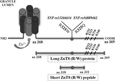 Figure 2: The structure of ZnT8 molecule consists of the following parts: the cytoplasmic C-terminal end, the long protein (amino acids 268-369), the short peptide (amino acids 318-331), the amino