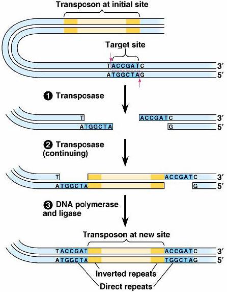 Interspersed Repetitive DNA Repetitive DNA is spread throughout genome.