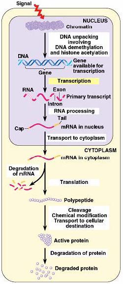 Points of control The control of gene expression can occur at any step in the pathway from gene to functional protein o unpacking DNA o transcription o mrna processing o mrna degradation o