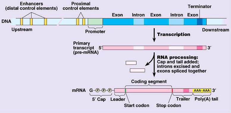 Transcription Initiation Transcription factors o Control proteins which interact with DNA & with each other o Initiation complex only when complete complex has assembled can