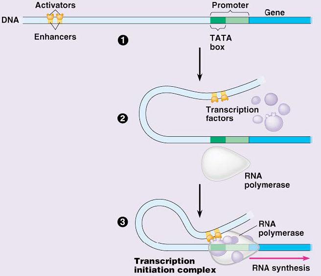 sequence & stimulates gene transcription. Silencer proteins o bind to enhancer sequence & block gene transcription.